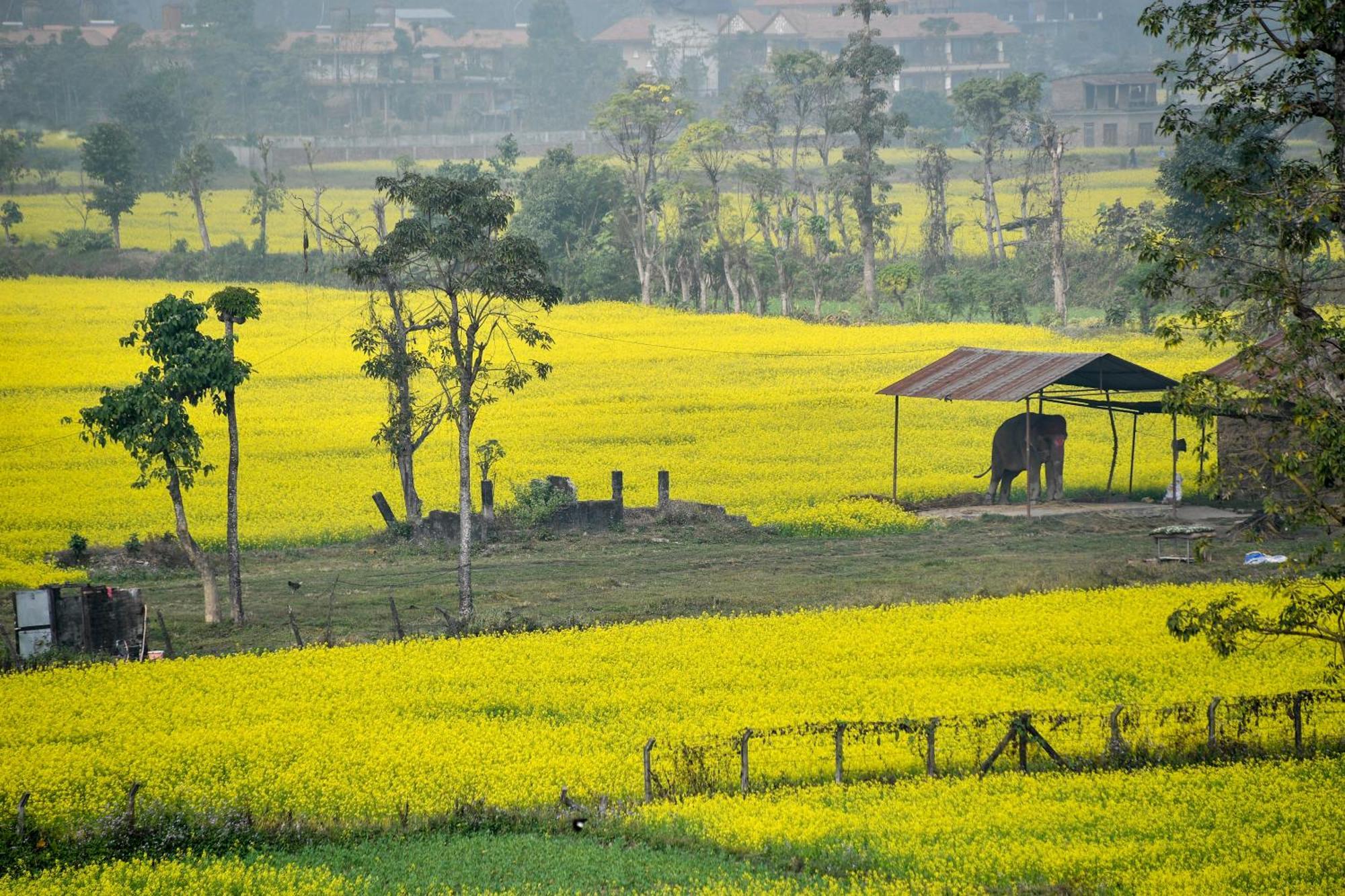 Sweet Home Chitwan Exterior photo